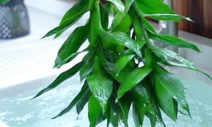 观音竹的花语和象征意义是什么？