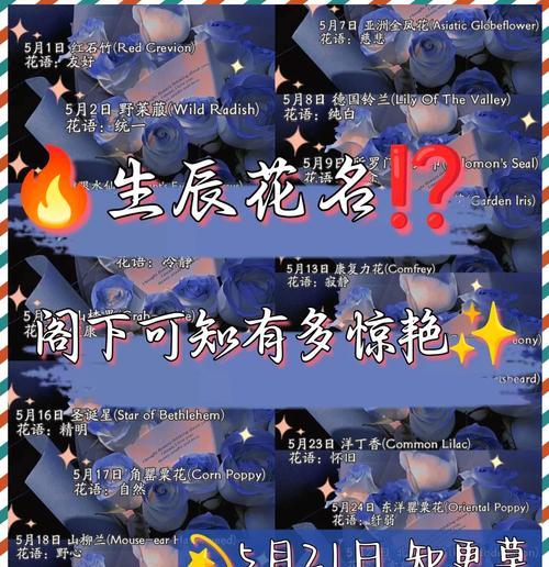 艾菊的花语和寓意有哪些？