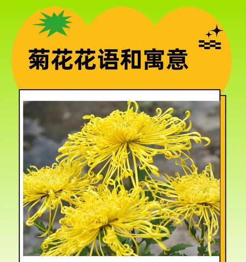 艾菊的花语和寓意有哪些？