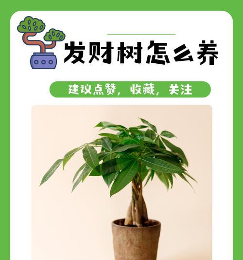 发财树的花语有哪些寓意？