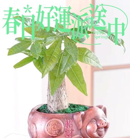 发财树的花语有哪些寓意？