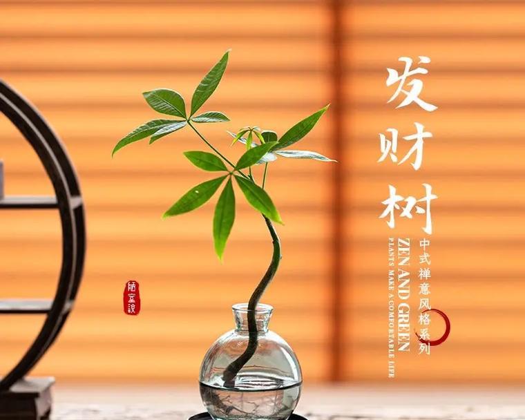 发财树的花语有哪些寓意？