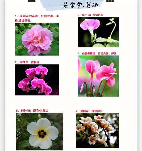 各种花的花语及其象征意义是什么？