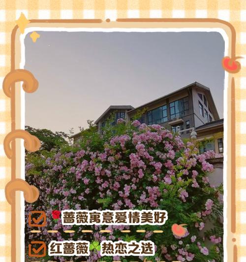 每种蔷薇花的花语是什么？如何表达爱意？