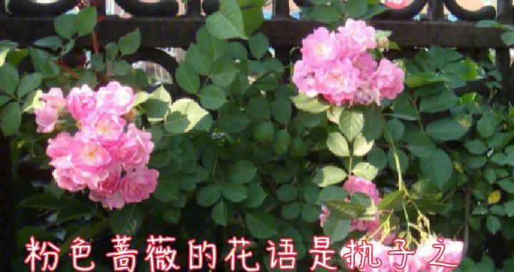 每种蔷薇花的花语是什么？如何表达爱意？