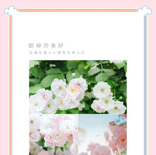 每种蔷薇花的花语是什么？如何表达爱意？