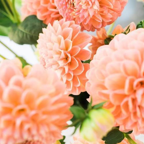 地瓜花的花语是什么意思？地瓜花象征着什么？