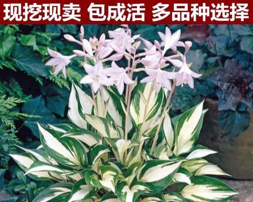 玉簪花花语有哪些古诗句？玉簪花的寓意是什么？