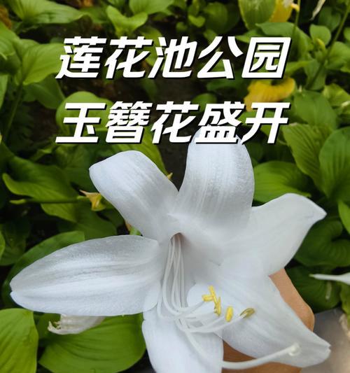 玉簪花花语有哪些古诗句？玉簪花的寓意是什么？