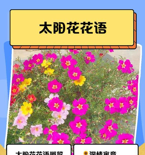 向日葵的花语恶搞是什么？如何用向日葵恶搞？