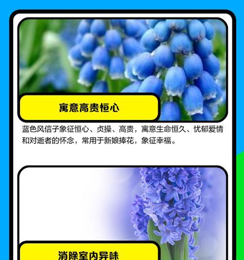 风信子花语如何理解？风信子的寓意是什么？