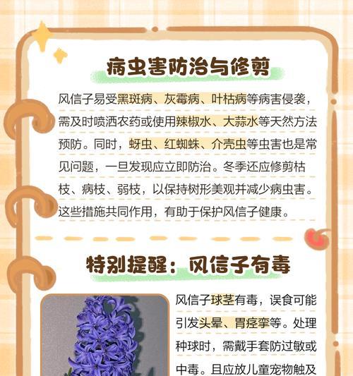 风信子花语如何理解？风信子的寓意是什么？