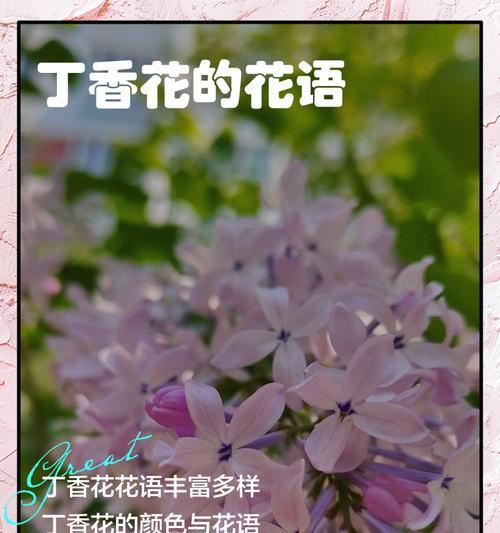 每种颜色花的花语有哪些？颜色花的寓意是什么？