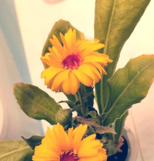 金盏花花语和寓意是什么？金盏花代表什么？