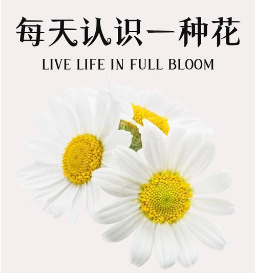 紫菊的花语和寓意是什么？紫菊象征着什么？