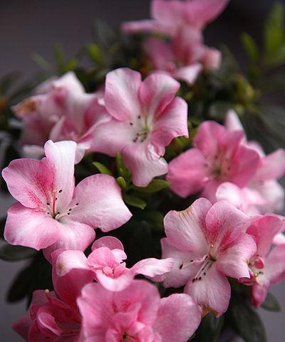 粉红色花信子花语是什么？粉红色花信子代表什么？