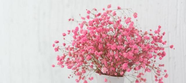 粉红色花信子花语是什么？粉红色花信子代表什么？