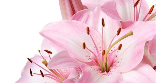粉红色花信子花语是什么？粉红色花信子代表什么？