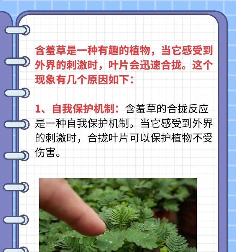 含羞草花语和传说是什么？含羞草的寓意是什么？