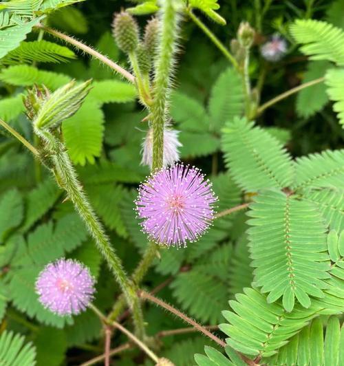 含羞草花语和传说是什么？含羞草的寓意是什么？