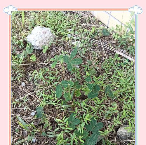 含羞草花语和传说是什么？含羞草的寓意是什么？