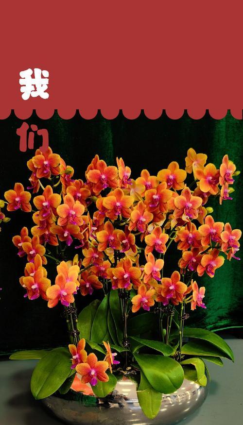 红色的小雏菊花语是什么？红色小雏菊代表什么？