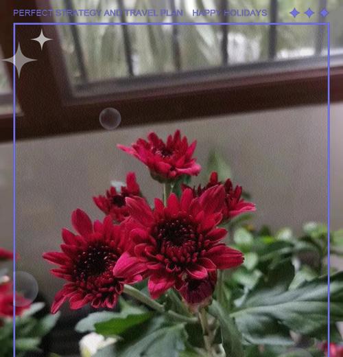 红色的小雏菊花语是什么？红色小雏菊代表什么？