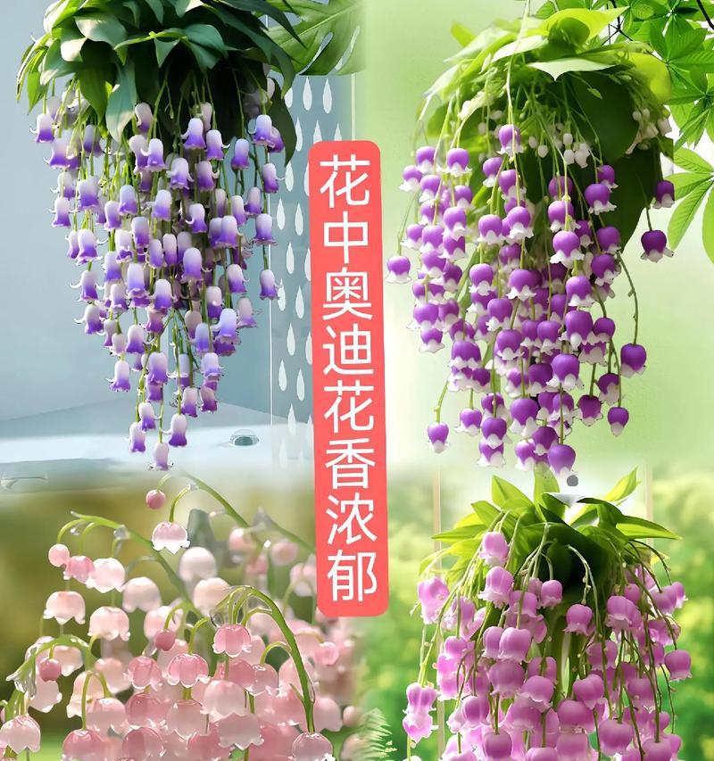 幸福花的寓意花语是什么？幸福花象征着什么？