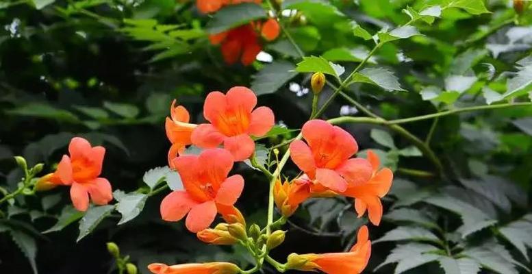 概括凌霄花的花语是什么？凌霄花的寓意是什么？