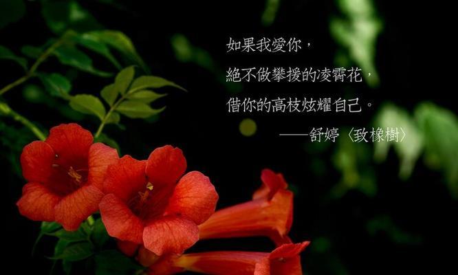 概括凌霄花的花语是什么？凌霄花的寓意是什么？