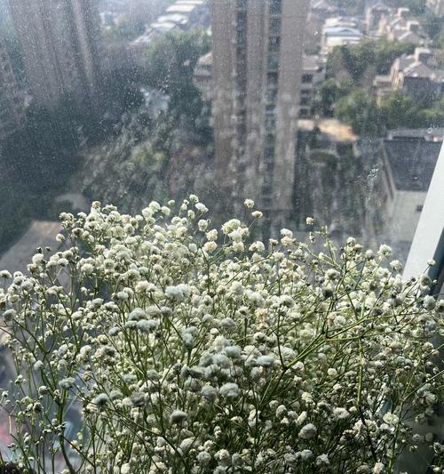 星花语是什么意思？星花语代表什么？