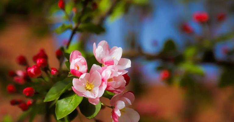 美人梅花语和寓意是什么？美人梅象征着什么？