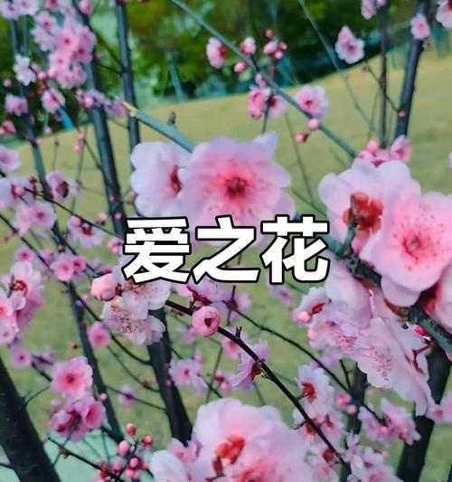 美人梅花语和寓意是什么？美人梅象征着什么？