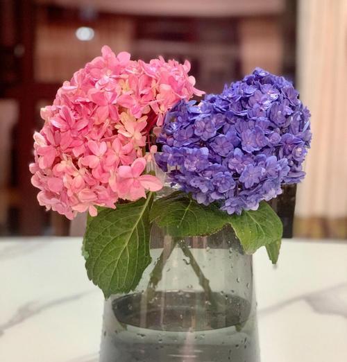 绣球玫瑰花的花语是什么？绣球玫瑰花代表什么？