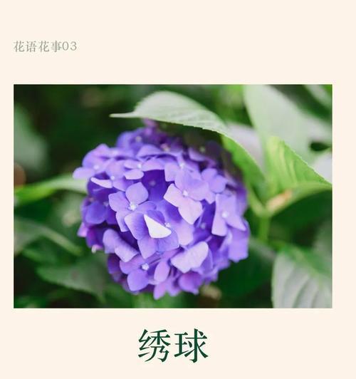 绣球玫瑰花的花语是什么？绣球玫瑰花代表什么？