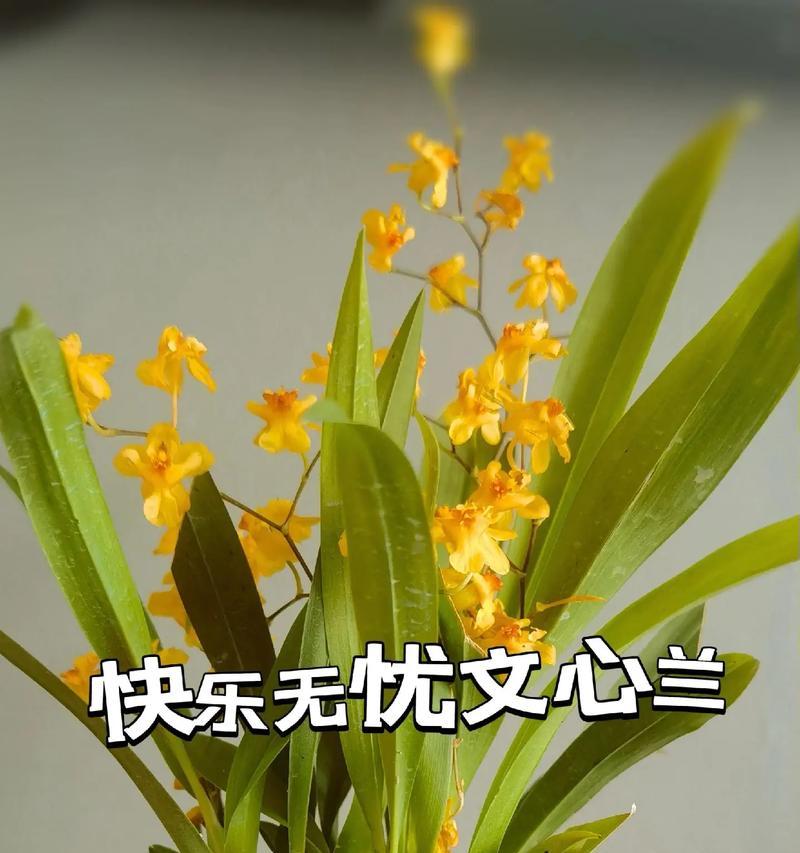 蝴蝶文心兰的花语是什么？如何表达爱意？