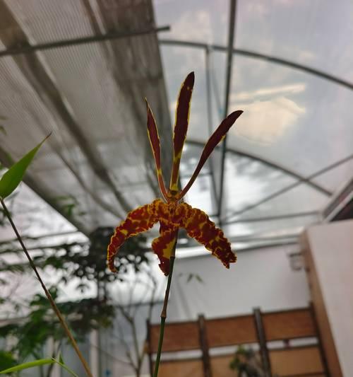 蝴蝶文心兰的花语是什么？如何表达爱意？