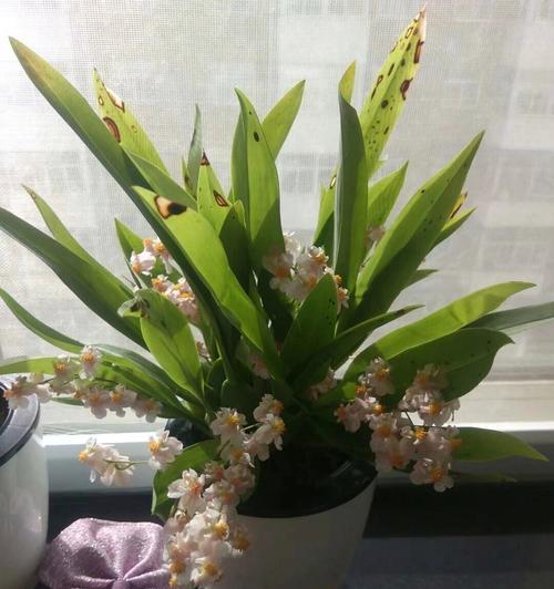 蝴蝶文心兰的花语是什么？如何表达爱意？