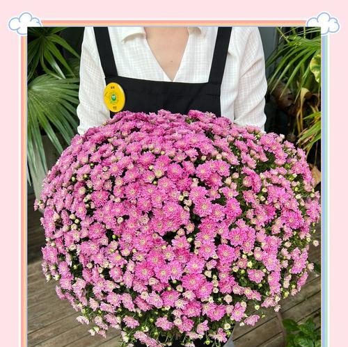 千头菊草莓心花语是什么？代表了哪种情感？