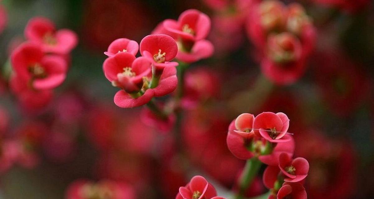 刺梅的寓意和花语是什么？象征着什么？