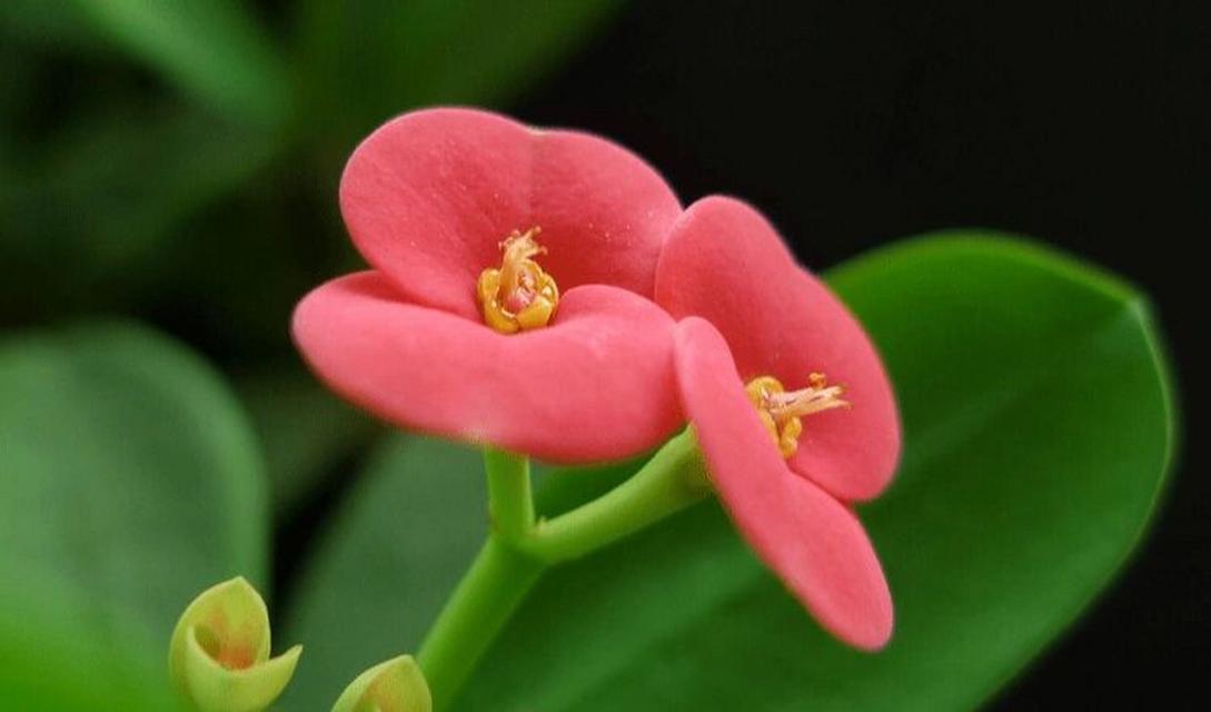 刺梅的寓意和花语是什么？象征着什么？