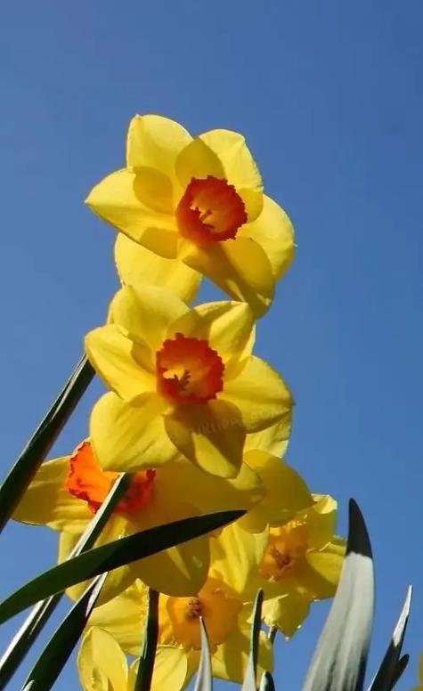 水仙花在西方花语是什么？与东方有何不同？