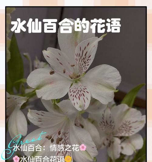 水仙花在西方花语是什么？与东方有何不同？