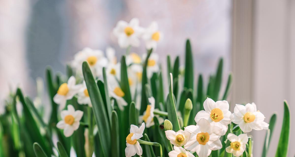 水仙花在西方花语是什么？与东方有何不同？