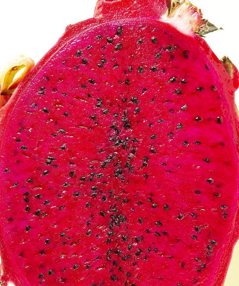 红色火龙果的花语是什么？代表着什么？