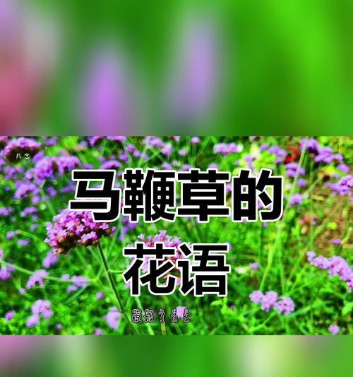 马鞭草花语及寓意是什么？有何特别之处？