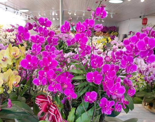 花语蝴蝶兰的寓意是什么？如何表达情感？