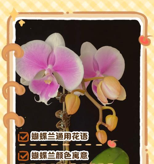 花语蝴蝶兰的寓意是什么？如何表达情感？
