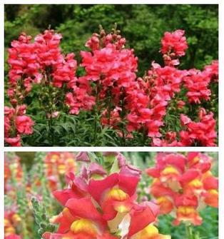 黄金鱼草花语寓意是什么？象征着什么？