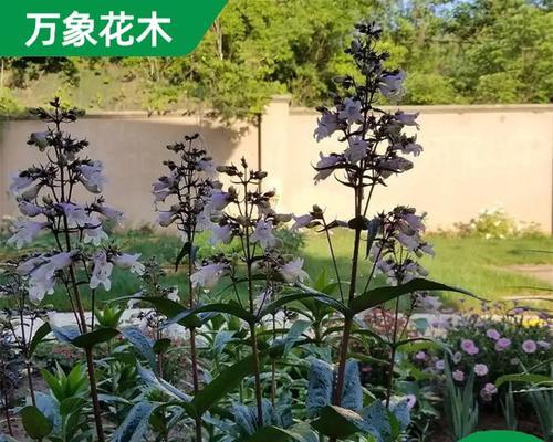 毛地黄钓中柳花语是什么？有何深意？